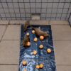 ChatGPT Image Oct 3, 2026, 12_24_07 PM Large rat glue trap catching rats with bait