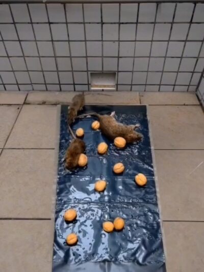 ChatGPT Image Oct 3, 2026, 12_24_07 PM Large rat glue trap catching rats with bait
