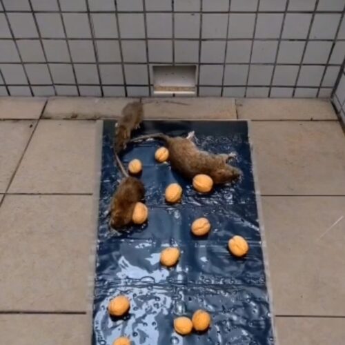 ChatGPT Image Oct 3, 2026, 12_24_07 PM Large rat glue trap catching rats with bait